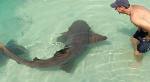 dolphin_sharks