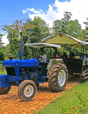 jitney_plantation_tour_yaaman_adventure_kingdom