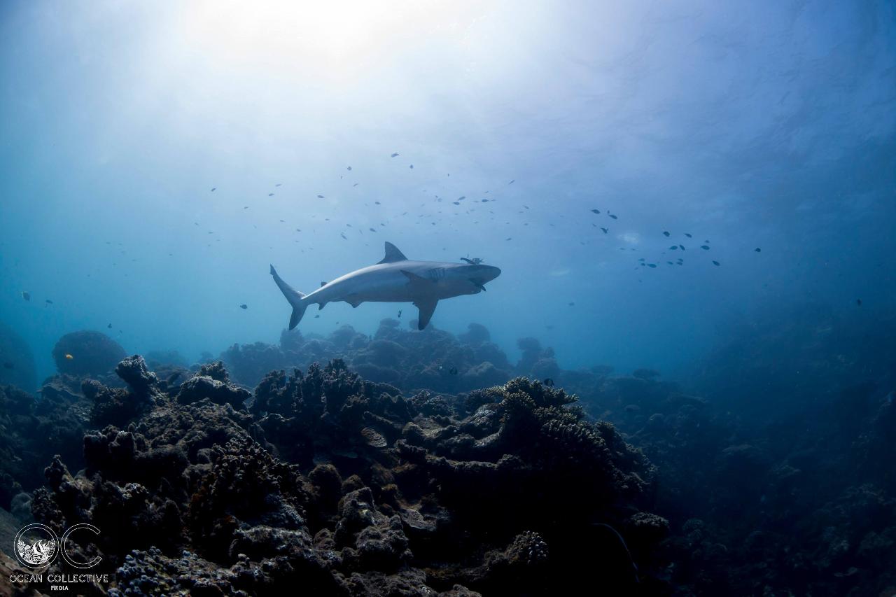 Outer Reef Double Dive
