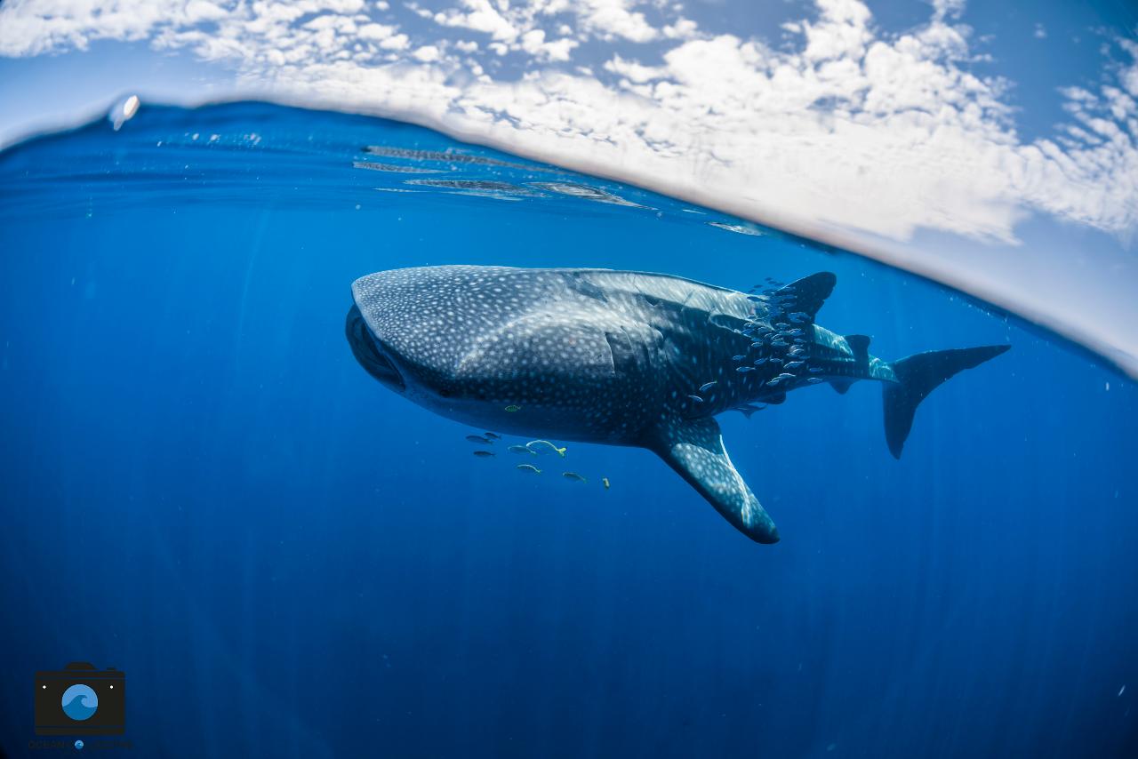 Whale Shark Adventure Tour