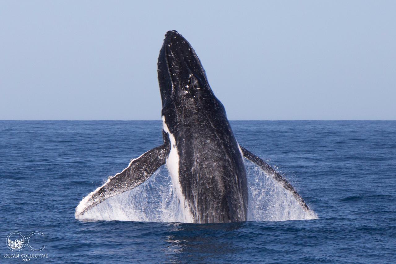 3 Hour Sunset Humpback Whale Watching Tour