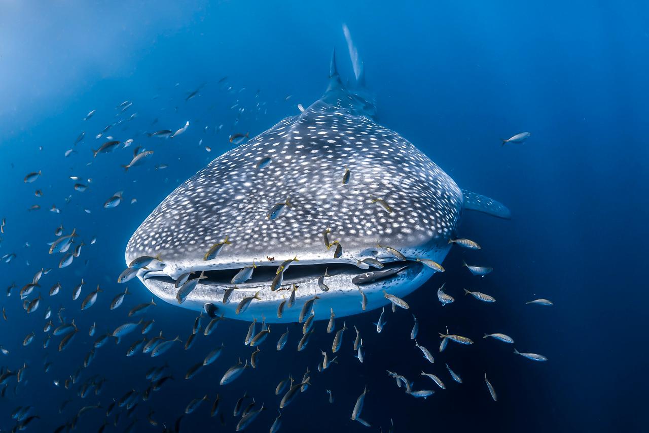 coral bay tours whale sharks