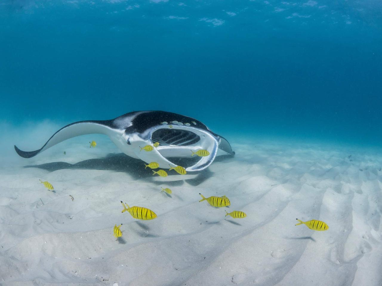 manta ray tour