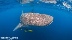 Ningaloo Wildlife Adventure Tour