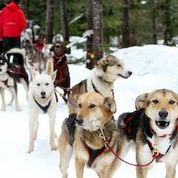 Dog Sled - Trappers Run