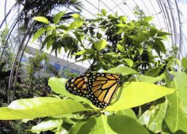 Kanapaha Spring Garden Festival, Harn Museum & Butterfly Gardens