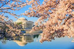 April 8 12 2021 Cherry Blossom Festival Parade In Washington D C By Air Join The Fun Reservations,Cherry Point Farm And Market Wedding