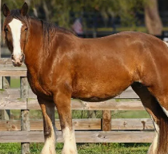 Clydesdale Farm