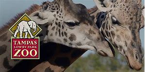 Tampa Zoo