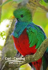Curicancha Cloud Forest Reserve Guided Tour + Entrance + Guide