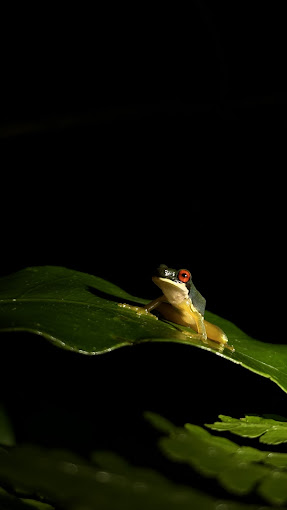 Refugio Monteverde Night Tour by George of the Cloud Forest