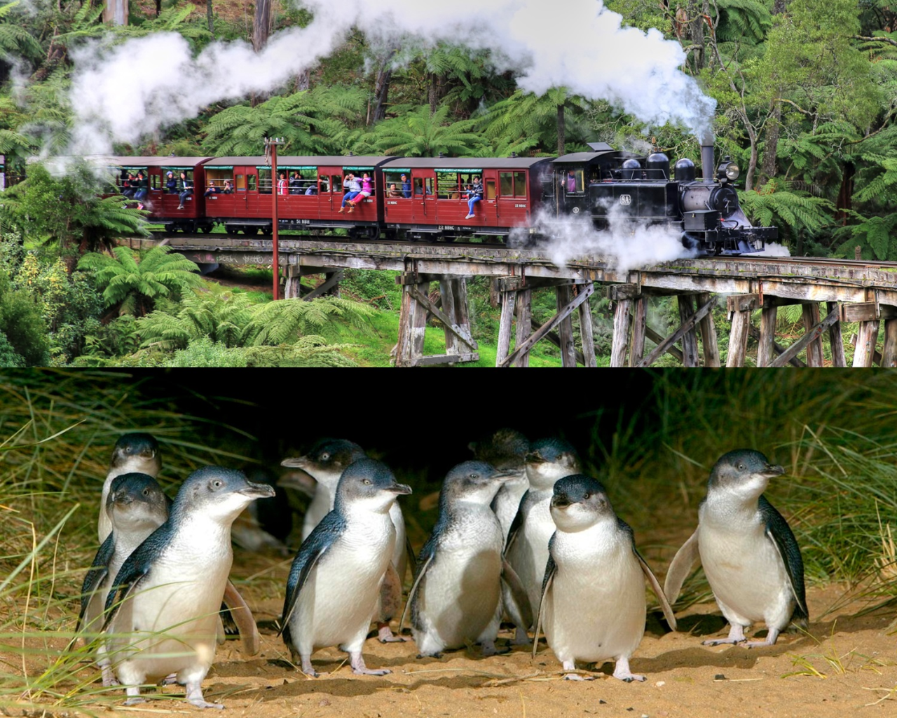 Puffing Billy And Phillip Island Penguin Parade Bus Tour