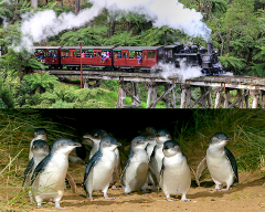 Puffing Billy And Phillip Island Penguin Parade Bus Tour