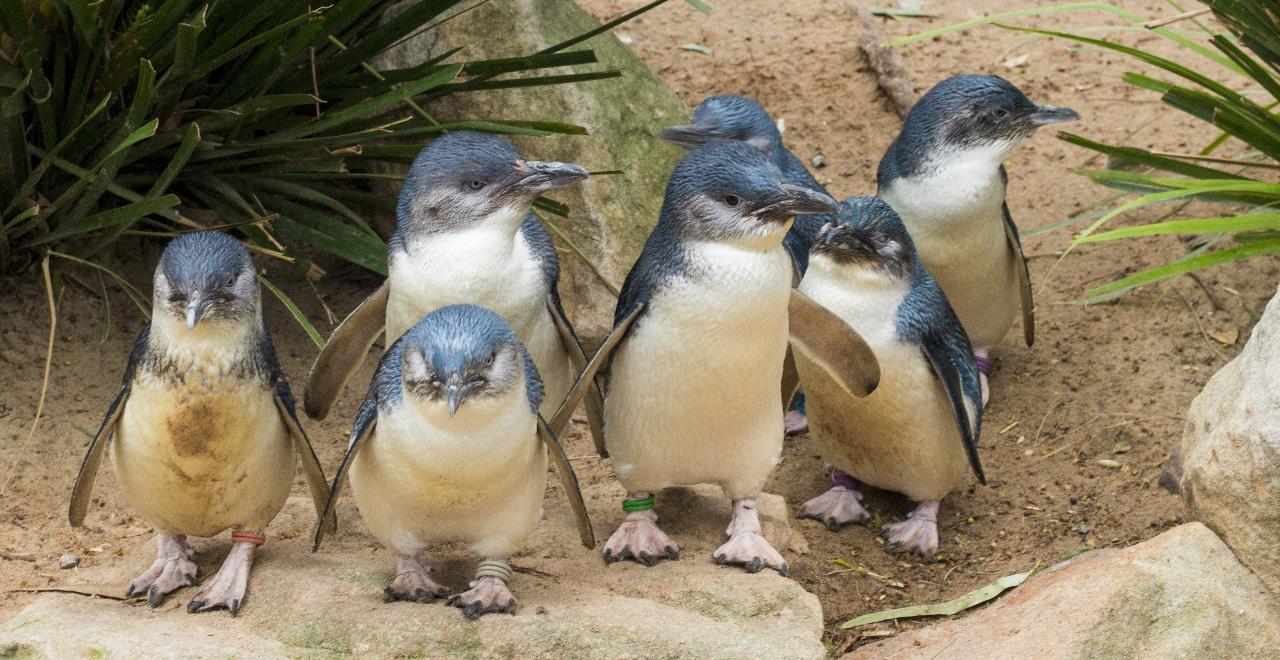 Phillip Island Wildlife And Brighton Beach Boxes Private Car Tour