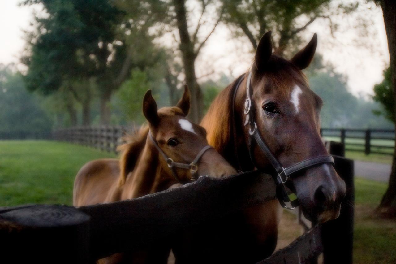 thoroughbred farm tours