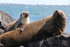 1.5hr Dolphin and Seal Watching Eco Boat Tour Mornington Peninsula