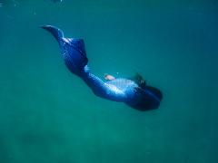 2-Day PADI Advanced Mermaid Retreat Mornington Peninsula