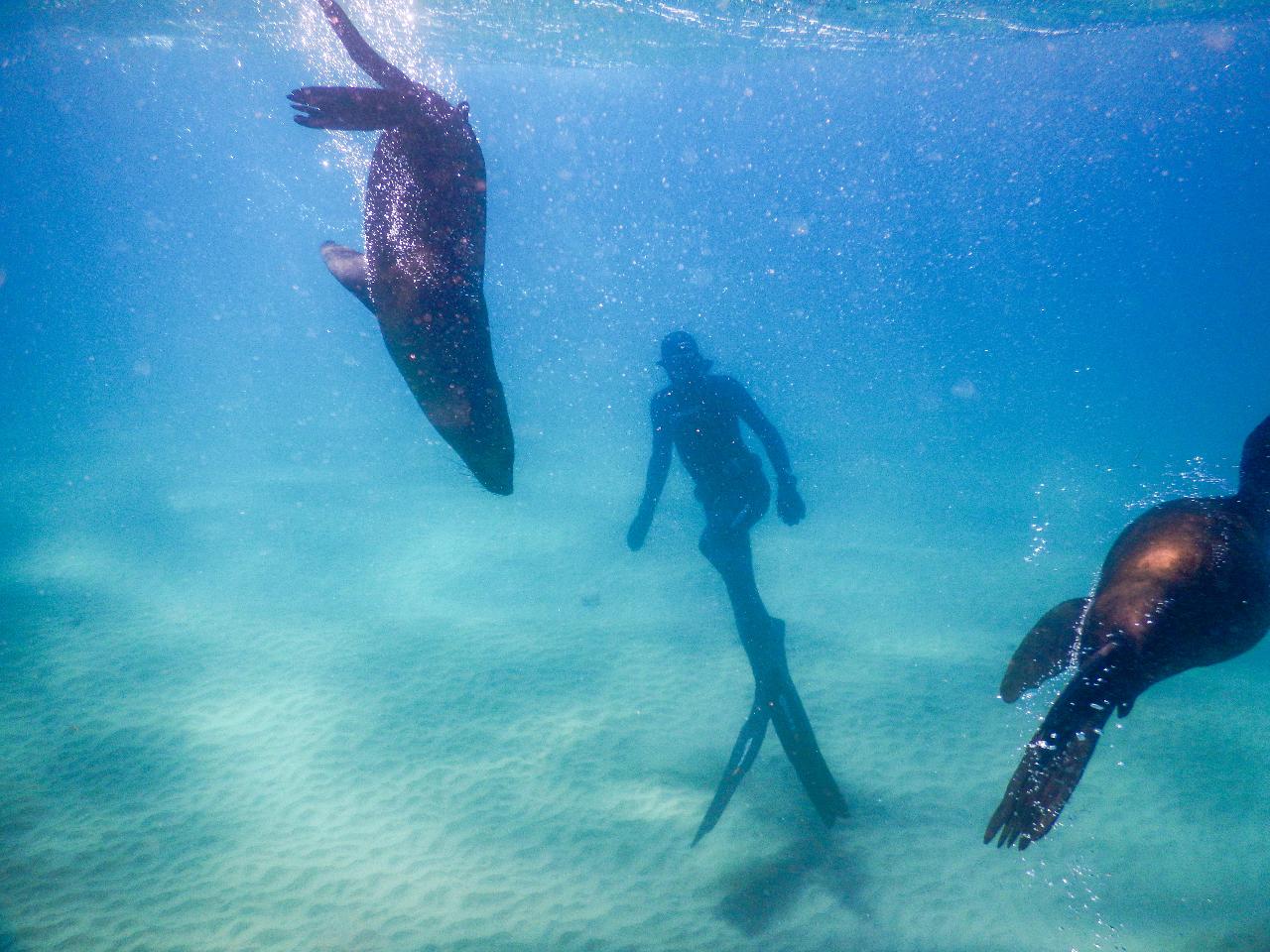 Half Day Freediving Training and Fun Boat Dive from Sorrento