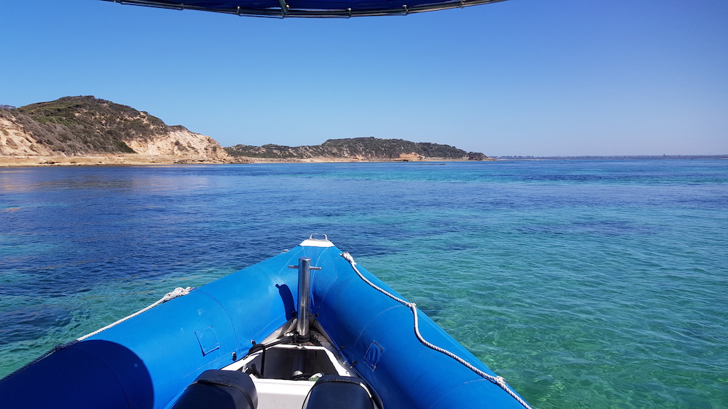 2hr Great Victorian Fish Count Seal Swim and Reef Snorkel Tour