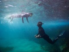 Half-Day PADI Skin Diver Course (East Gippsland)