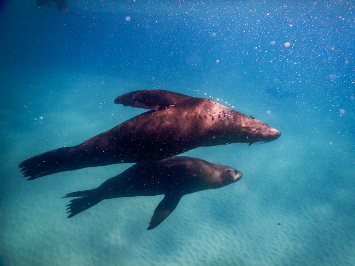 Private 2hr Snorkel Boat Tour From Sorrento