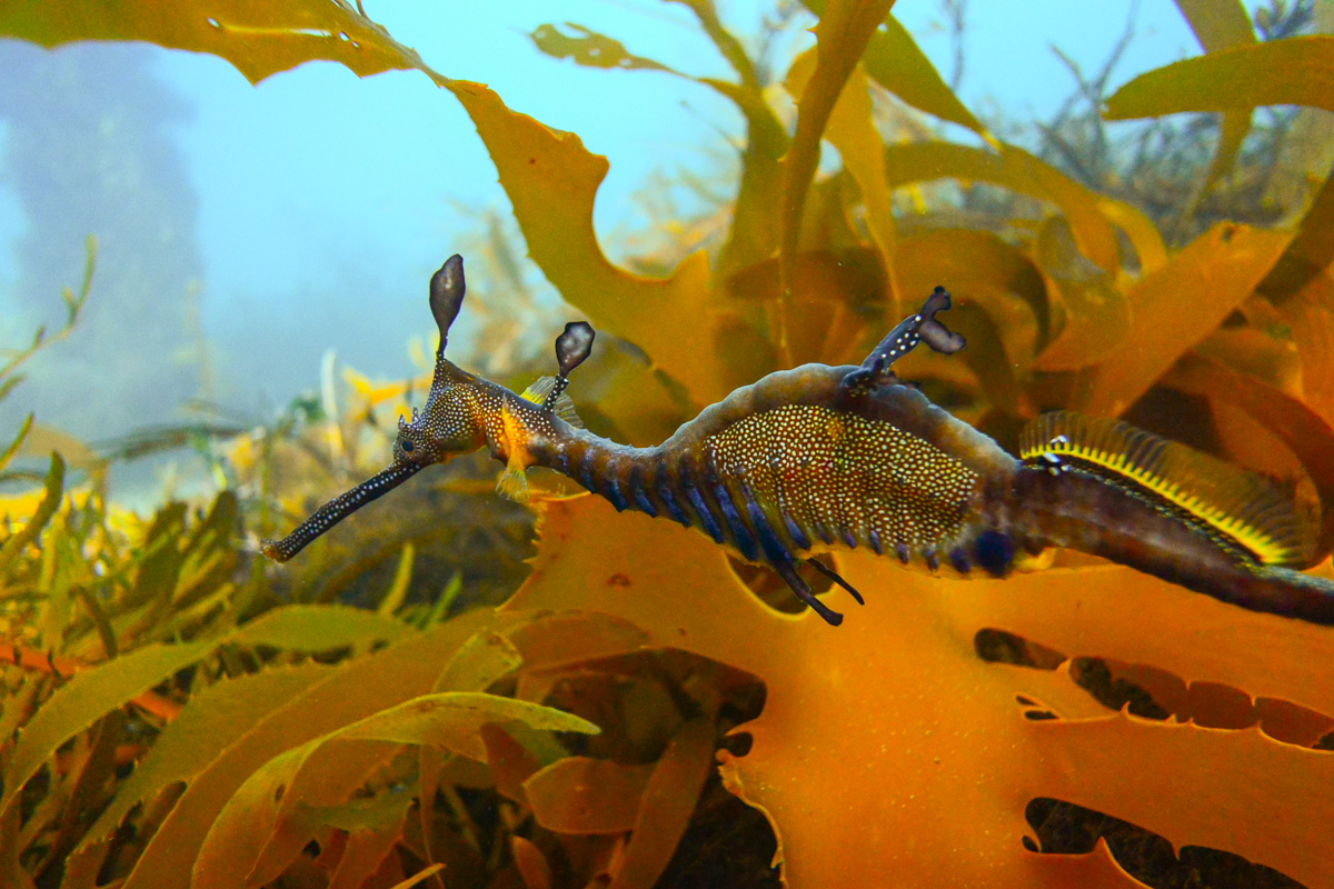 Private 1.5hr Seadragon Snorkel and Seal Swim Boat Tour from Sorrento