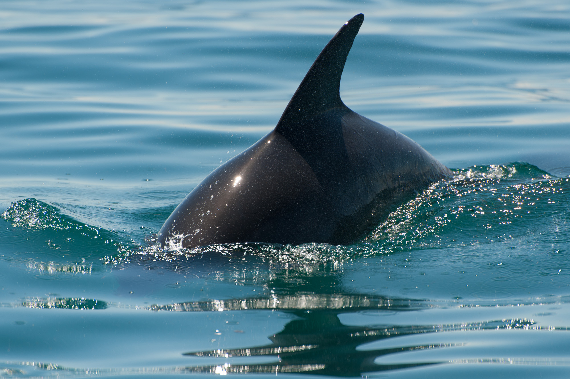 1.5hr Dolphin and Seal Watching Eco Boat Tour Mornington Peninsula