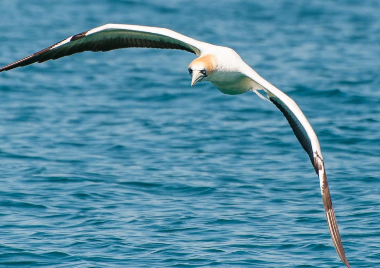 2.5hr Island Hop Birdlife Cruise