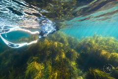 Deep Presence Immersion | Ocean Flow in the Wild (Mornington Peninsula)