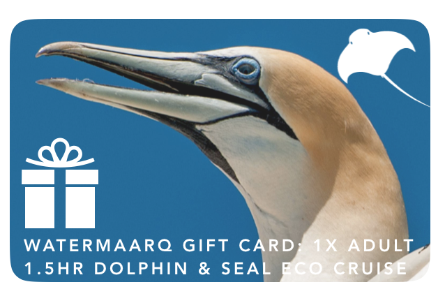 Gift Card 1.5hr Dolphin & Seal Watching Cruise Adult