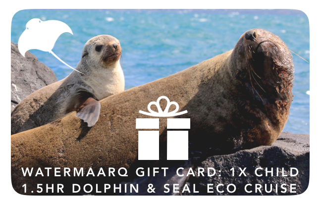 Gift Card 1.5hr Dolphin & Seal Watching Cruise Child