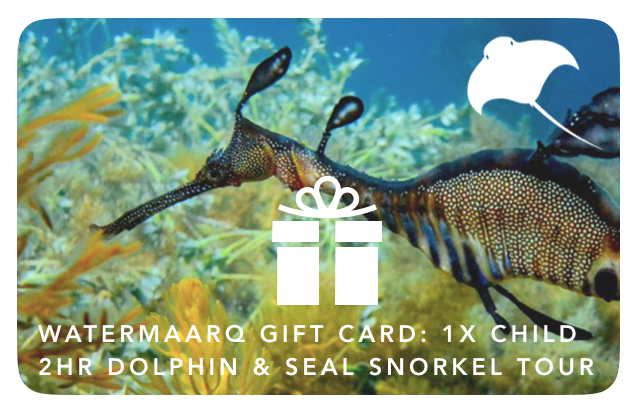 Gift Card 2hr Dolphin & Seal Swim Reef Snorkel Tour Child