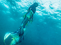 PADI eLearning: Advanced Mermaid