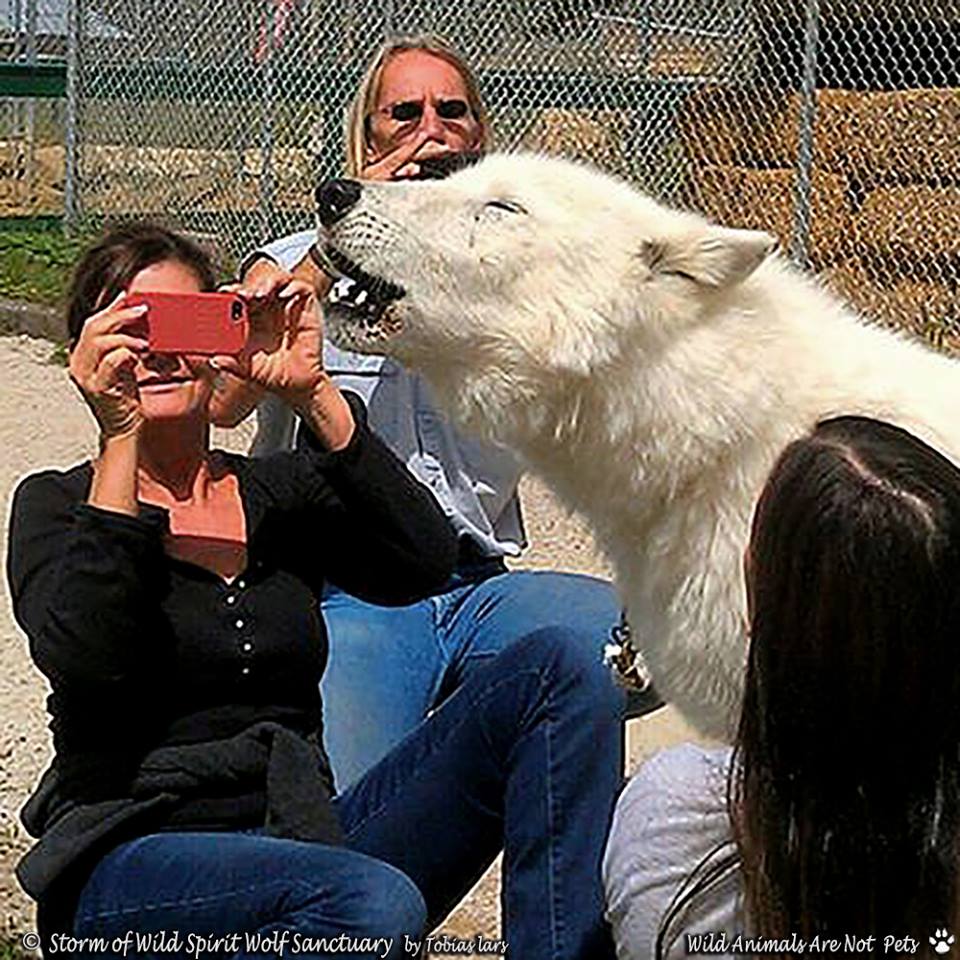 Howl-o-Ween Ambassador Meet and Greet