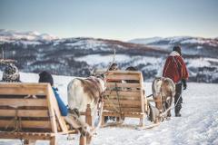 Short Reindeer Sledding & Sami Experience