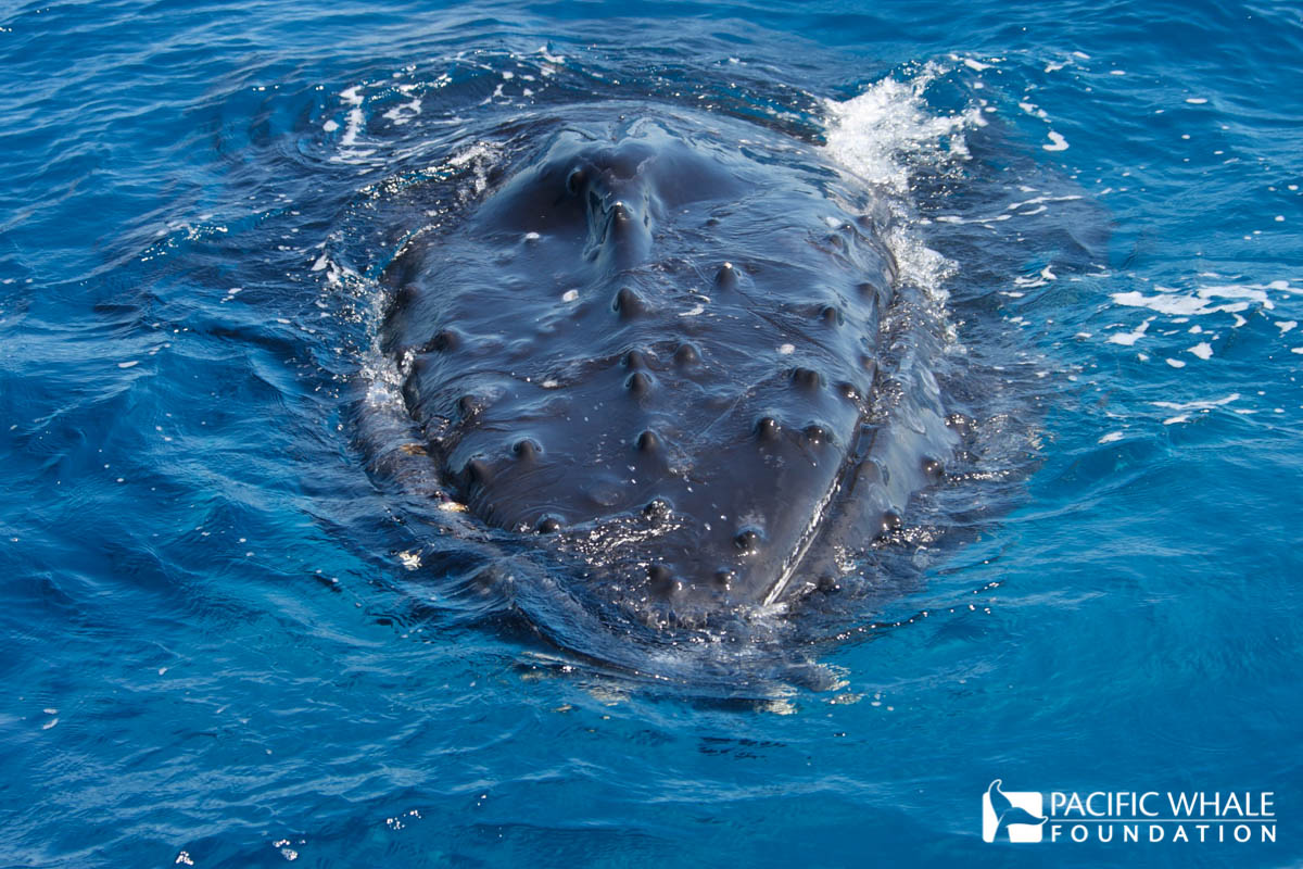 Hervey Bay Swim-With-Whales Impact Study