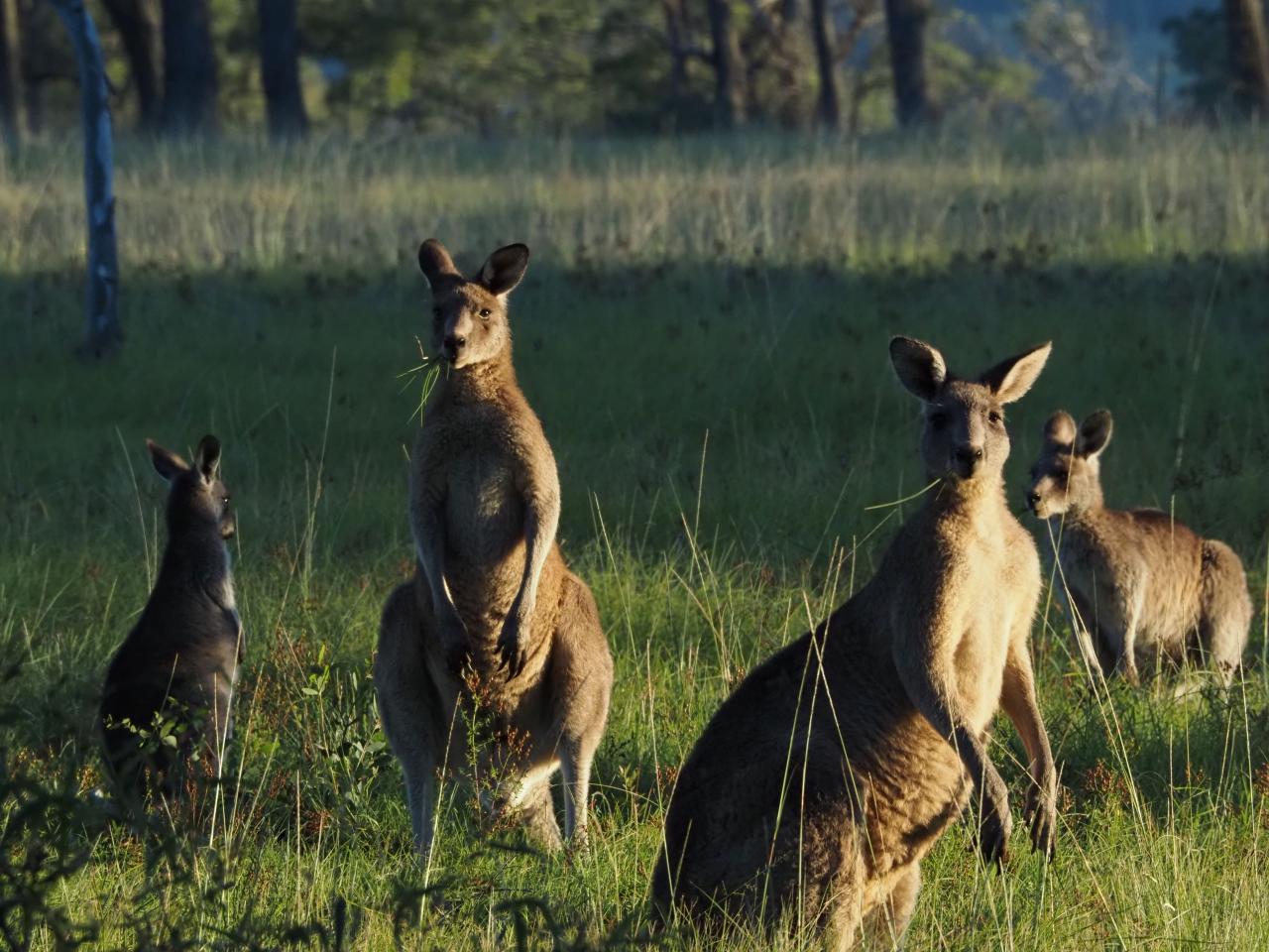 Sydney Wildlife Safari