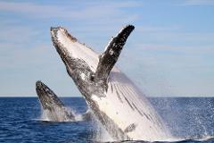 Whale Encounter Tour 