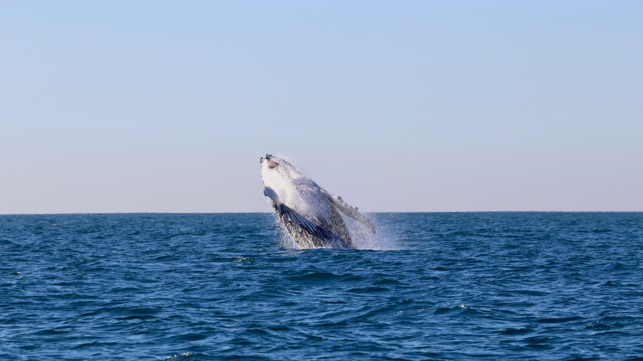 Whale Encounter Tour 