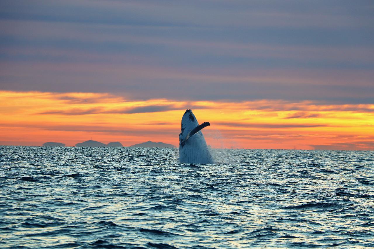Sunrise Whale Photography Experience Gift Card 