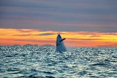 Sunrise Whale Photography Experience Gift Card 