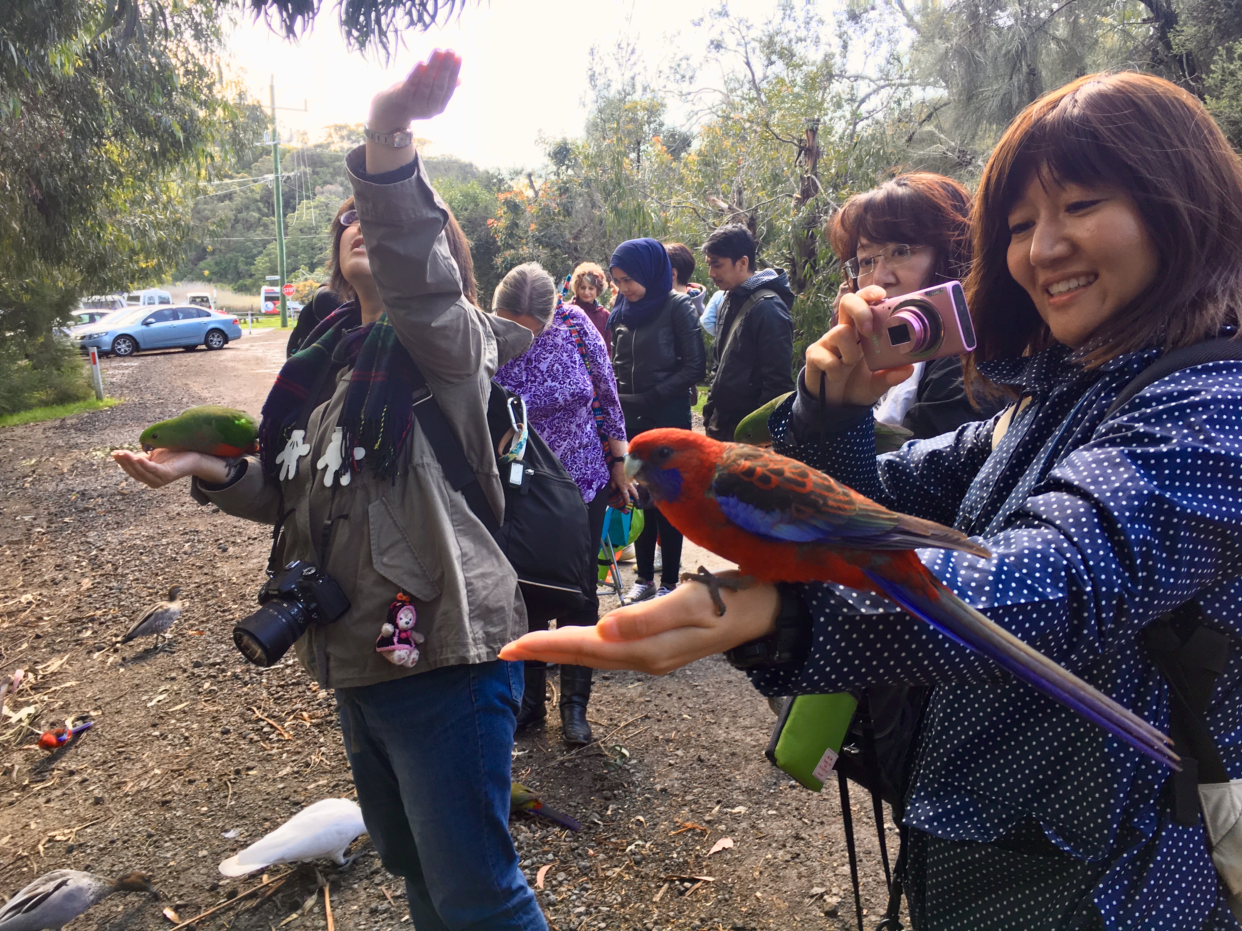The Great Ocean Road and 12 Apostles Tour