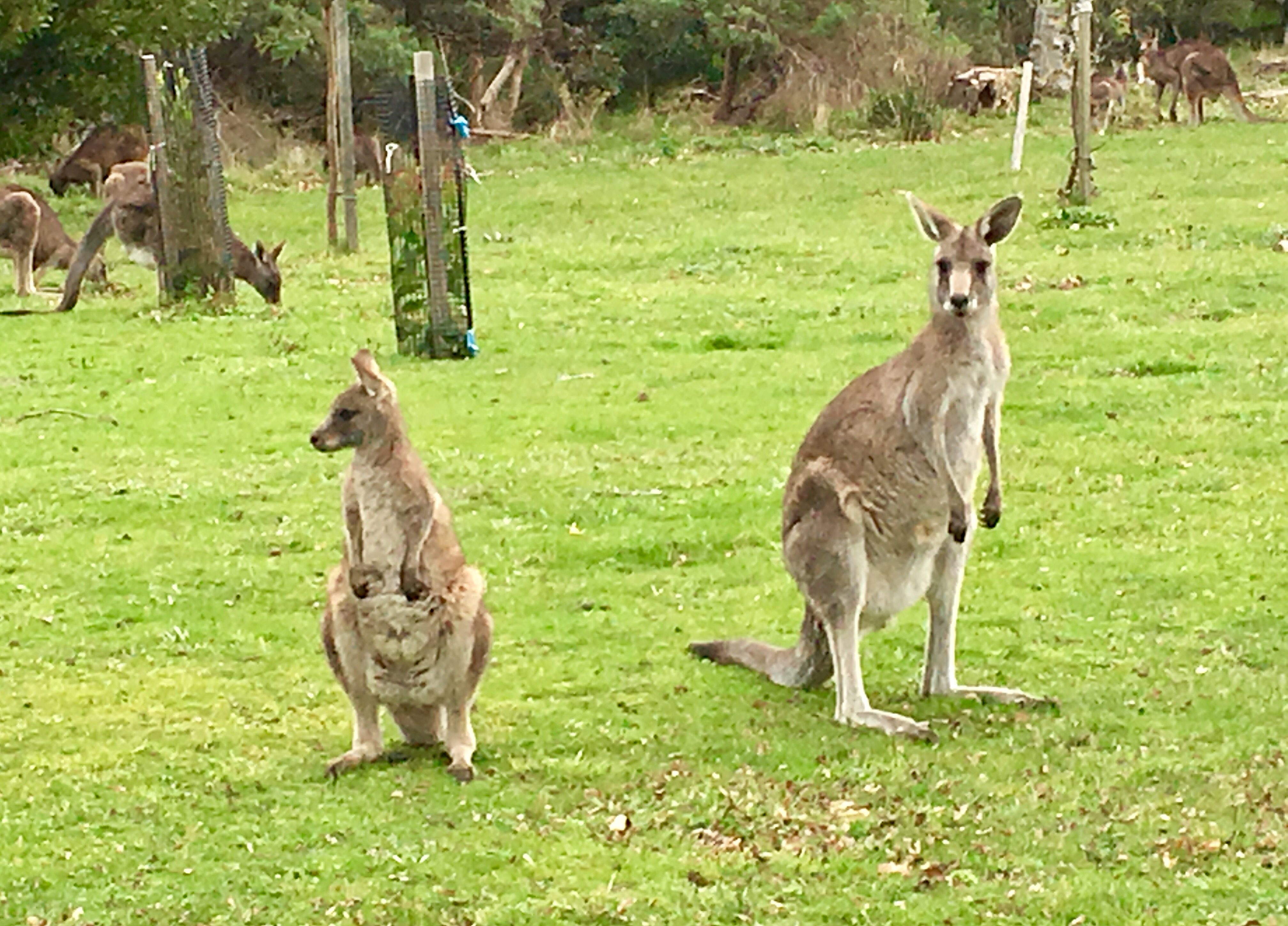 The Great Ocean Road and 12 Apostles Private Tour