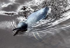 Akaroa & Banks Peninsula Wild Penguins Eco-Tour from Christchurch