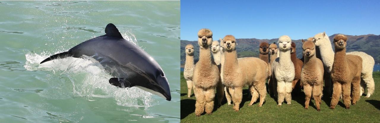Akaroa Well-being Eco-Safari Day Tour from Christchurch: Dolphins & harbour nature cruise + Alpacas farm tour option