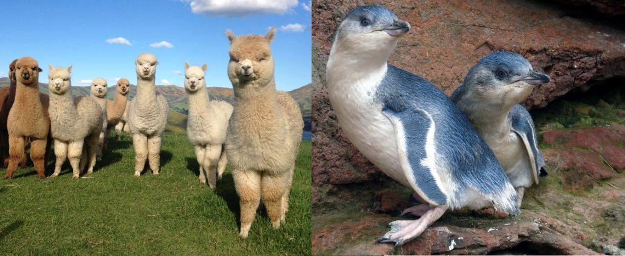 Akaroa Well-Being Eco-Safari Day Tour from Christchurch: Penguins + Alpacas nature safaris & farm tour option