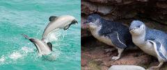 Akaroa Well-Being Eco-Safari Day Tour from Christchurch: Penguins + Dolphins nature safaris and cruise option