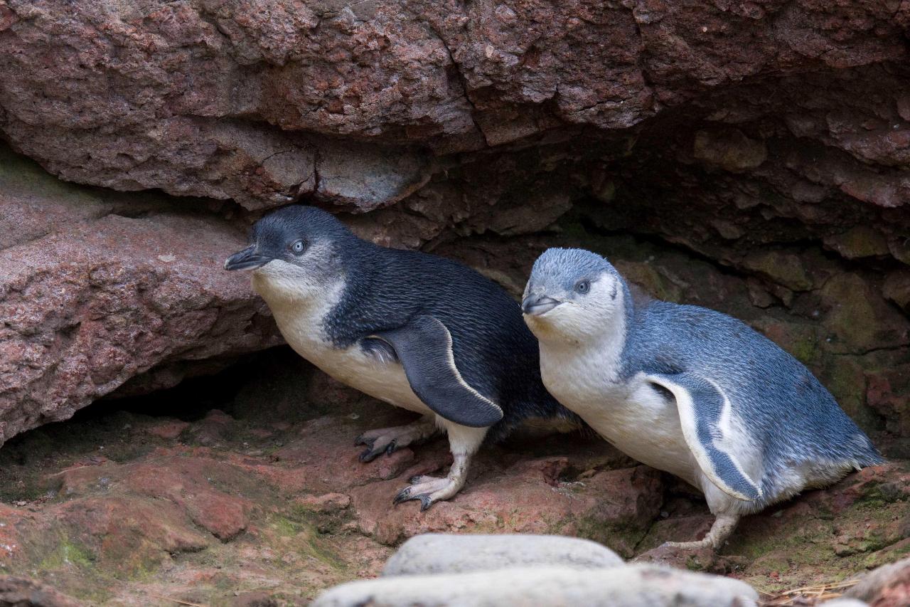 Akaroa Well-Being Eco-Safari Day Tour from Christchurch: Penguins nature safari option