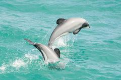 Akaroa Well-being Eco-Safari Day Tour from Christchurch: Dolphins & harbour nature cruise option