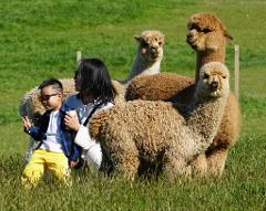Akaroa Well-being Eco-Safari Day Tour from Christchurch: Alpaca farm tour option